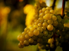 Zbliżenie na kiść białego winogrona, zdjęcie zrobiono w późnym, letnim słońcu.