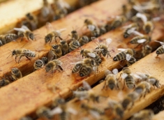 Rusza pomoc dla pszczelarzy
