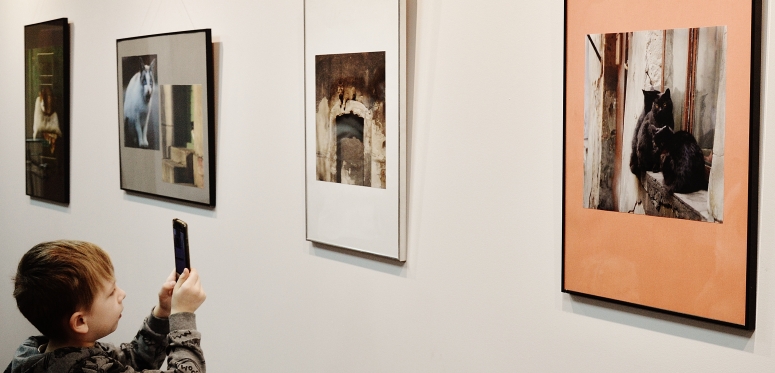 Kociaki na wystawie w Janowskim Ośrodku Kultury